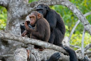 Why Bwindi Impenetrable National Park is a Must-Visit for Nature Enthusiasts
