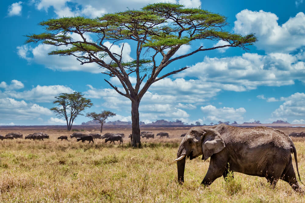 Ruaha National Park