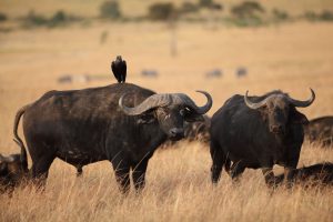 A Guide to Responsible Wildlife Tourism in Bwindi Impenetrable National Park