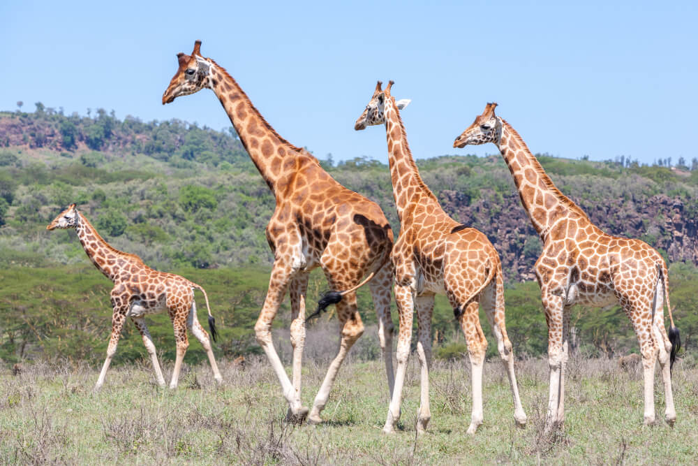 Selous Game Reserve