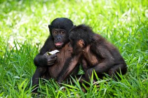Top Tips for Planning Your Bwindi Impenetrable National Park Safari