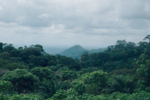 The Conservation Efforts in Bwindi Impenetrable National Park: Making a Difference