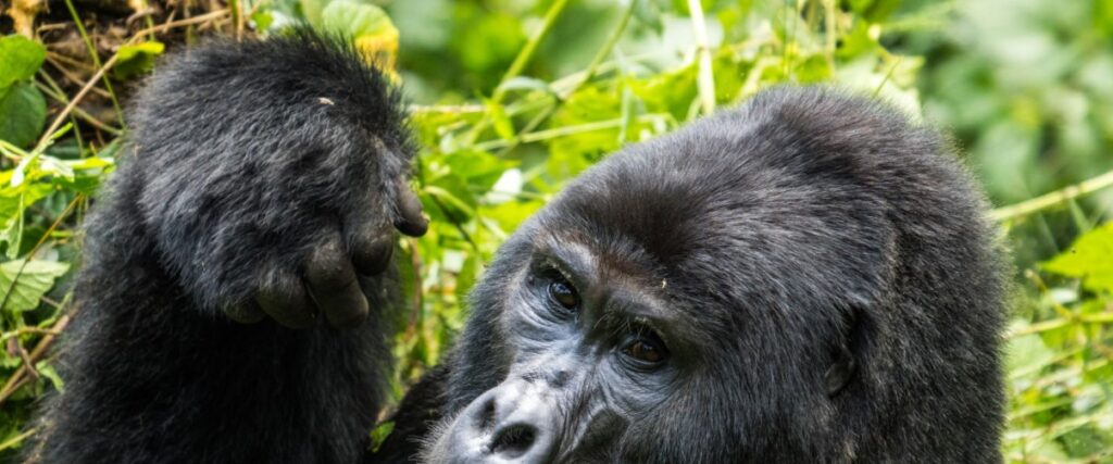 Experience an unforgettable 2-day Bwindi Gorilla Trek, encountering mountain gorillas in their natural habitat