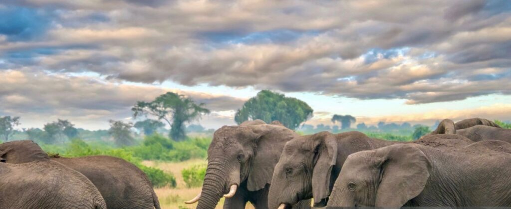 Wildlife in Queen Elizabeth National Park, featuring elephants, lions, hippos, and diverse bird species.